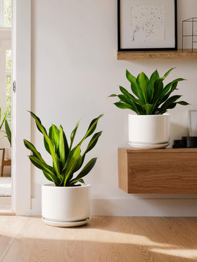 LE TAUCI ceramic pot white closeup shows seamless saucer design