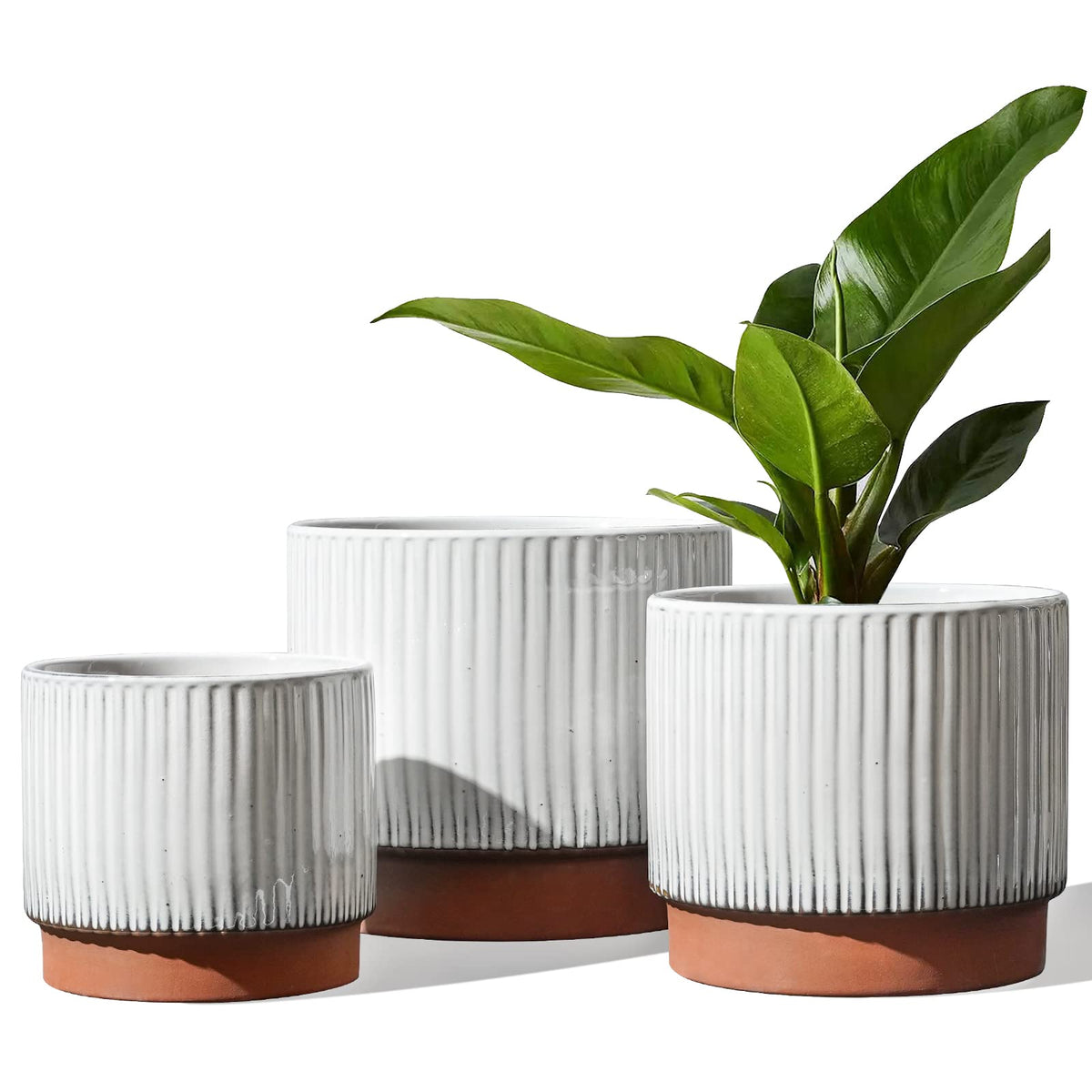 LE TAUCI ceramic pot 8-inch featuring ribbed white glaze enhances living room decor