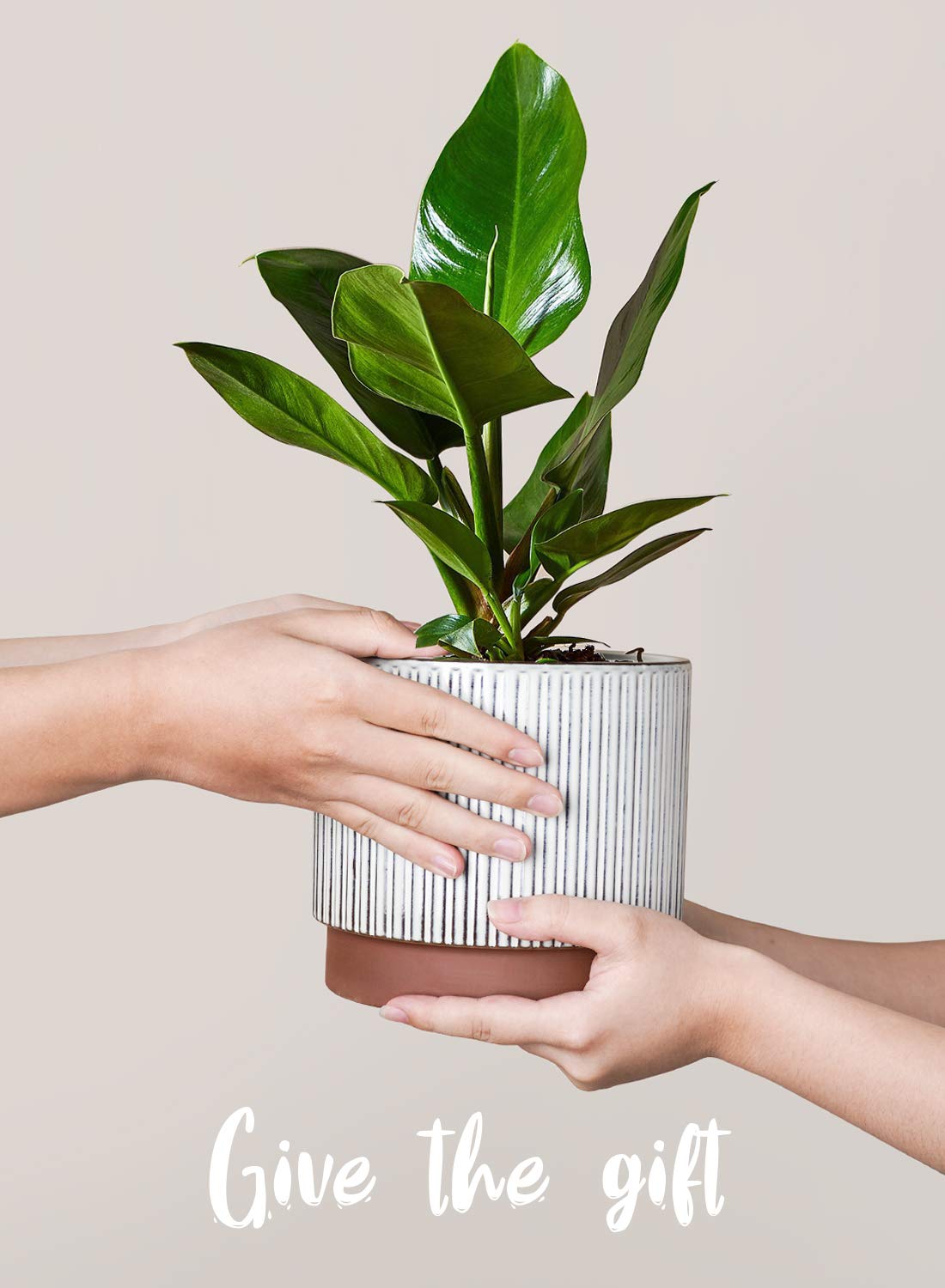 LE TAUCI pot shows drainage hole for healthy watering control