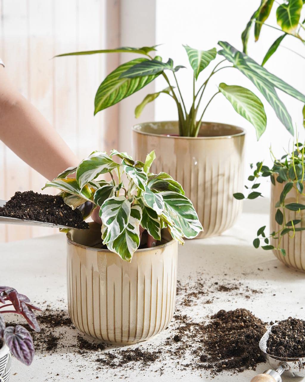 LE TAUCI pot closeup shows fluted ribs and textured surface for airflow.