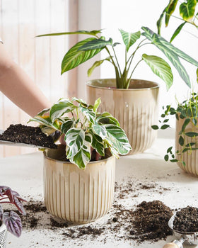 LE TAUCI pot closeup shows fluted ribs and textured surface for airflow.