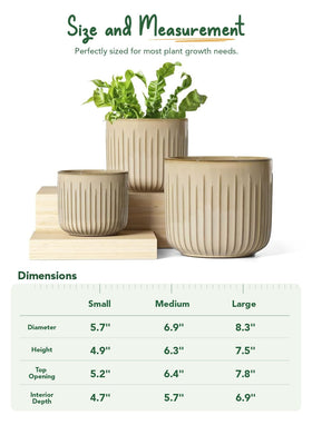 LE TAUCI pot paired with a snake plant for a modern green setup.