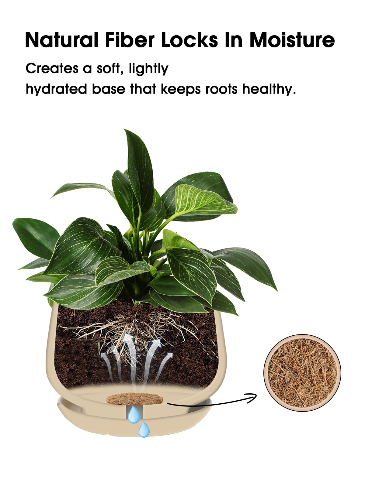 LE TAUCI coir pad maintains shape during watering and repotting.