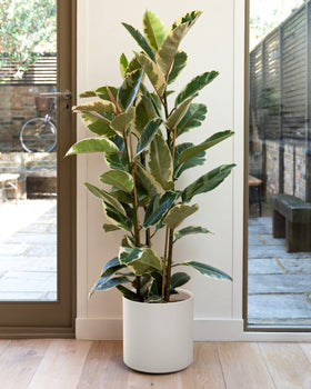 Fiddle leaf fig in LE TAUCI white cylinder pot for modern styling
