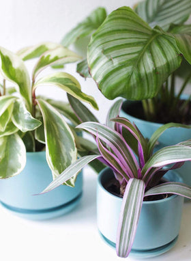 LE TAUCI gift-packaged ceramic pot makes a thoughtful gift for plant lovers.