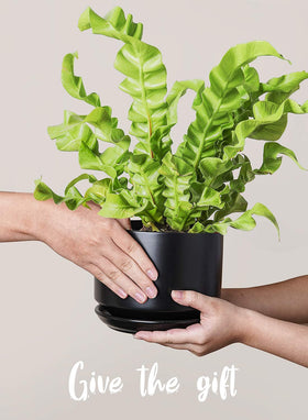 LE TAUCI gift-ready packaging makes plant care gifts feel special.