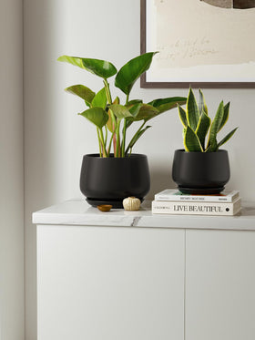 LE TAUCI gift-ready packaging makes a thoughtful gift for plant lovers.
