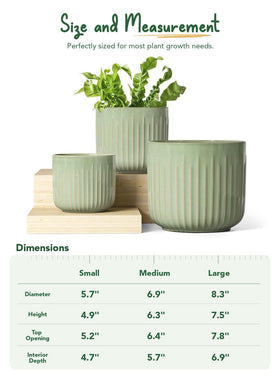 LE TAUCI gift-ready packaging for plant lovers