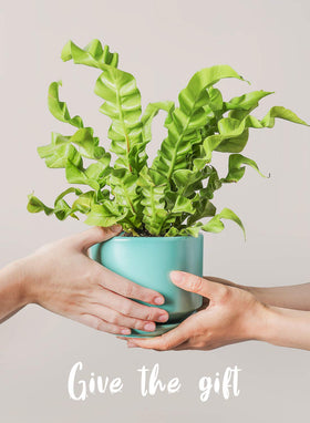 LE TAUCI wax-finish ceramic planter adds contemporary style to any room.