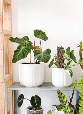 LE TAUCI planter with drainage hole for customizable moisture
