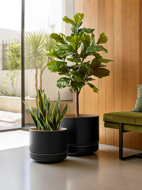 LE TAUCI planter suits snake plant, peace lily, and monstera.