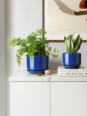 LE TAUCI gift-ready packaging makes a thoughtful plant lover gift