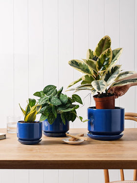 LE TAUCI 4.3-inch pot ideal for small succulents and herbs