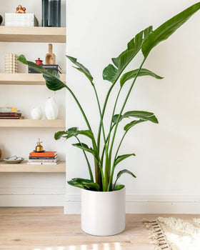Versatile LE TAUCI plant arrangement for minimalist spaces