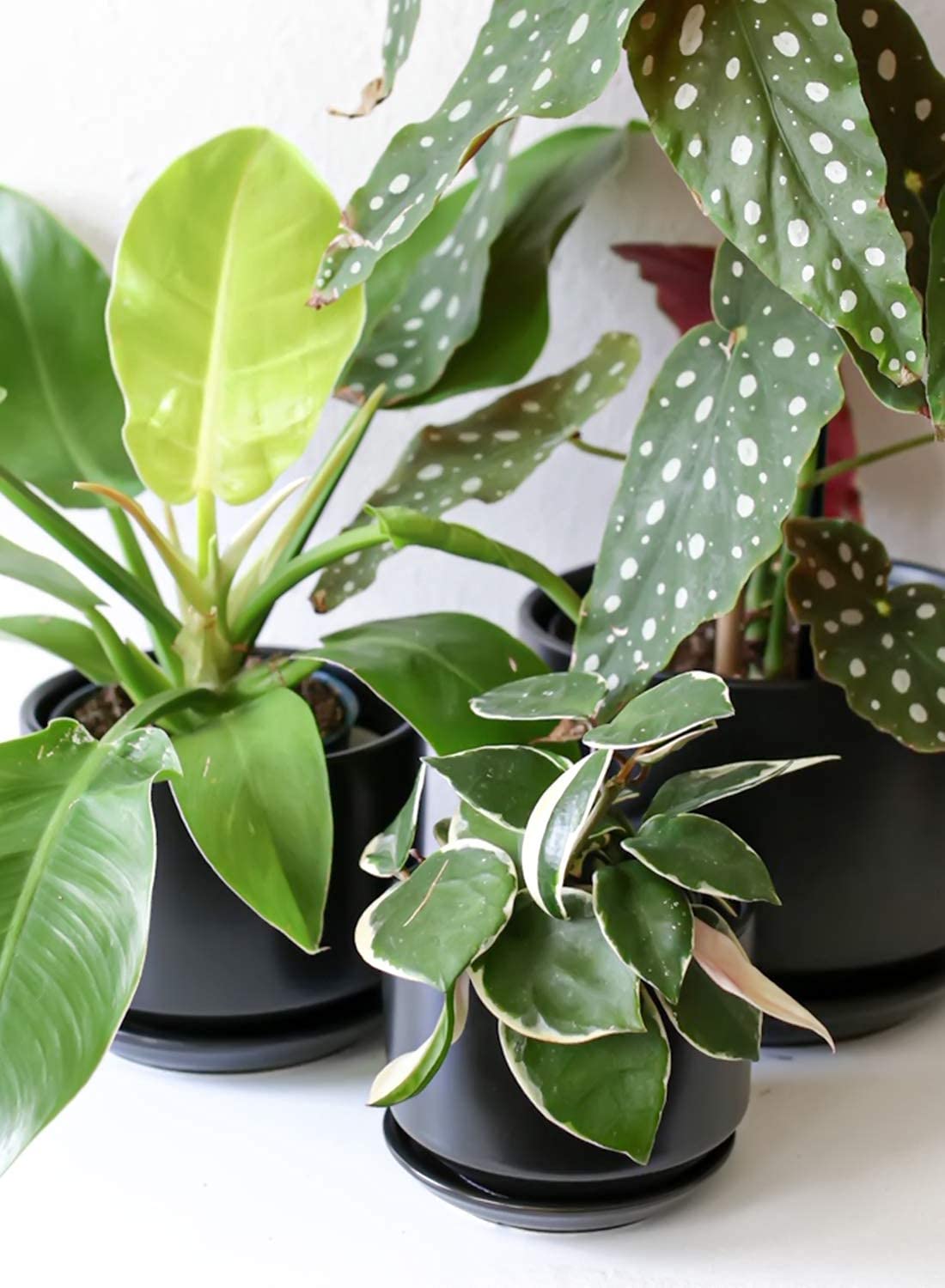LE TAUCI window-sill display pot enhances greenery on bright shelves.