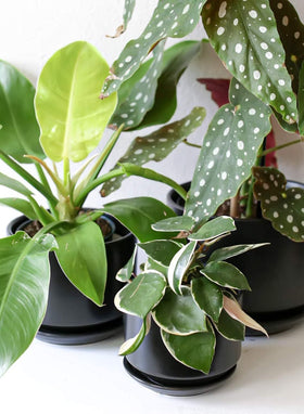 LE TAUCI window-sill display pot enhances greenery on bright shelves.