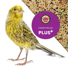 Energetic canary fueled by LEACH Canary Plus daily energy support