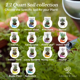 Leaves and Soul made in USA premium soil supports consistent growth.
