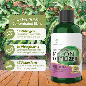 Leaves and Soul melon vine growth supports vigorous vines and steady fruit development