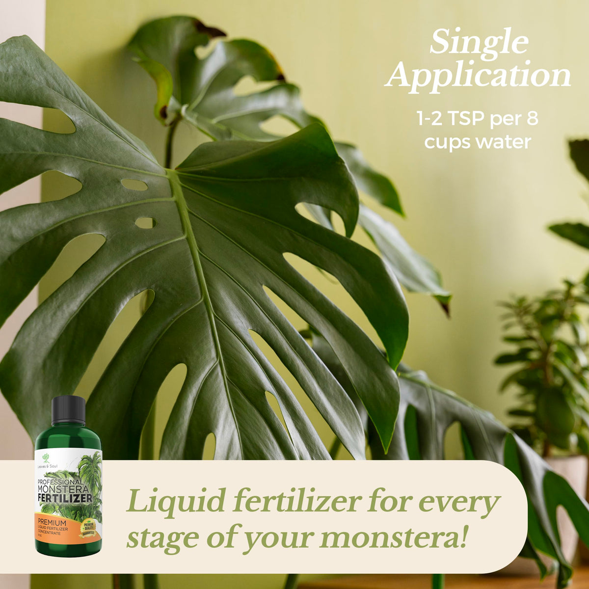 Leaves and Soul Monstera fertilizer dilution guide image; simple mixing for healthy care.