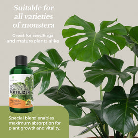 Leaves and Soul Monstera foliage closeup; vibrant green leaves potential.