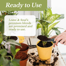 Peace lily in a pot with Leaves and Soul soil showing healthy foliage.