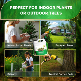 Leaves and Soul Pine Tree Fertilizer outdoor landscape vibrant green hedges