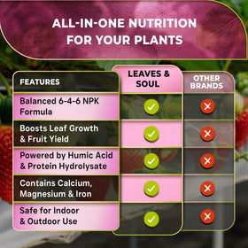 Leaves and Soul strawberries in pots and outdoors show healthy foliage