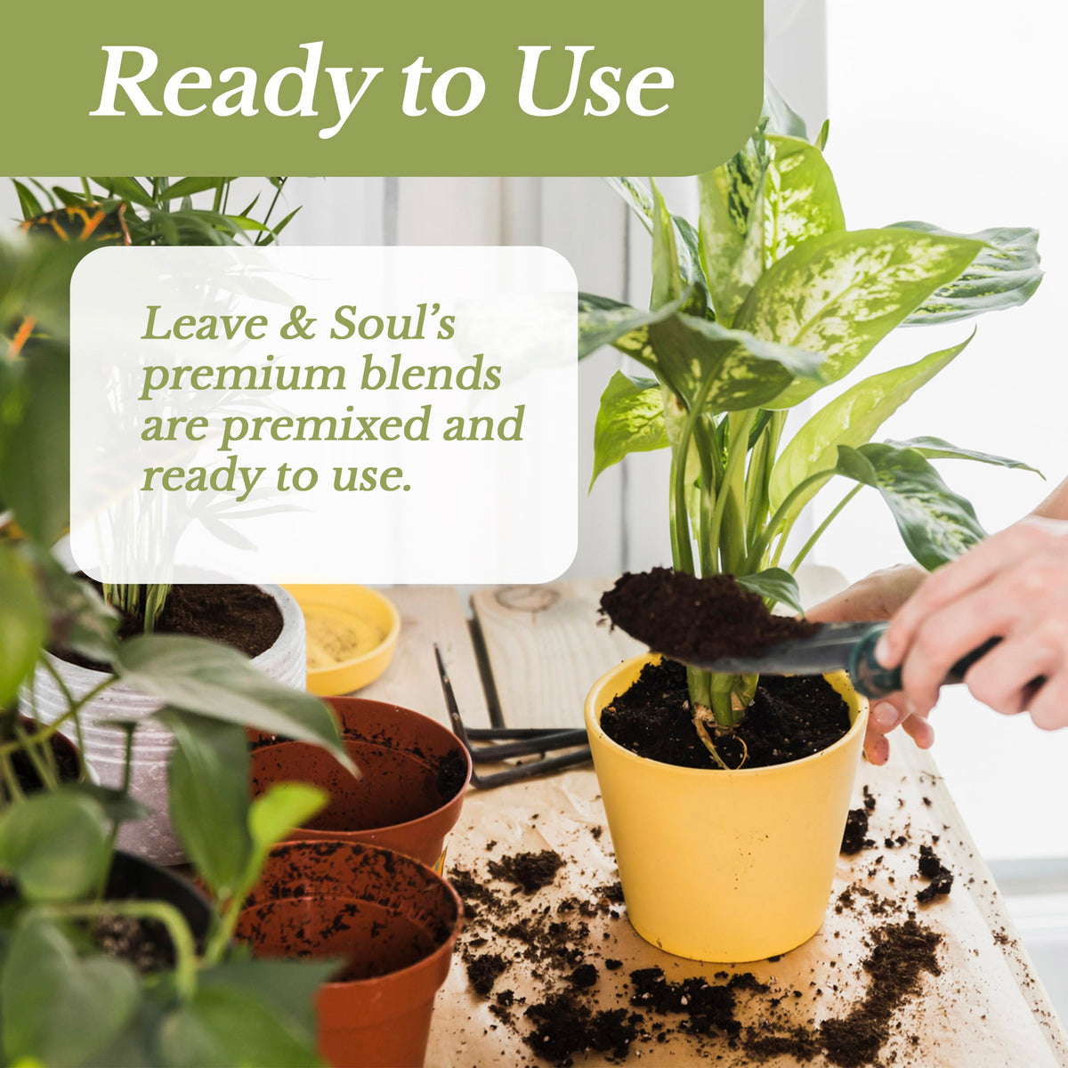 Leaves and Soul well-draining soil helps prevent overwatering in snake plants.