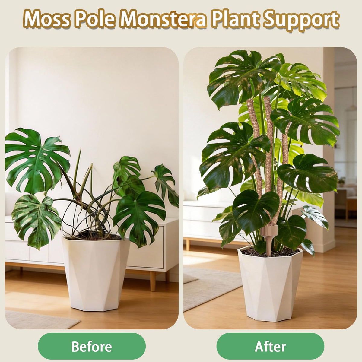 Ideal for indoor monstera, pothos, and philodendron climbing displays.