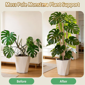 Ideal for indoor monstera, pothos, and philodendron climbing displays.
