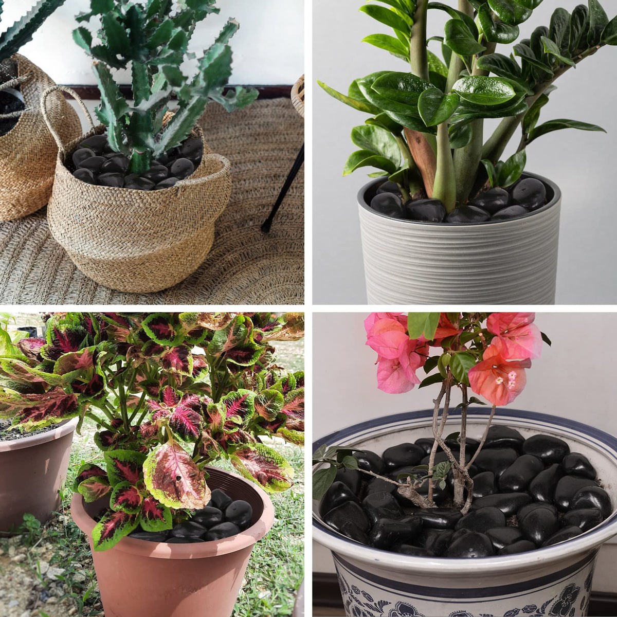 Lechloris polished black river rocks add contrast to indoor pots and garden beds.