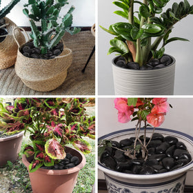 Lechloris polished black river rocks add contrast to indoor pots and garden beds.