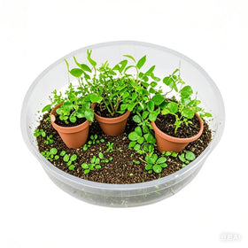 LeePhorn 10-inch clear plant saucer prevents water damage on surfaces.