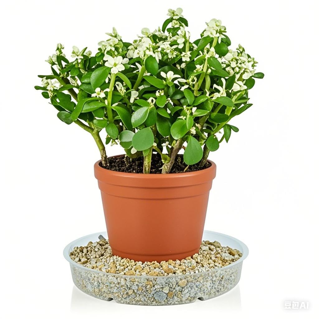 LeePhorn 12-inch clear plant saucer supports larger pots and keeps floors clean.