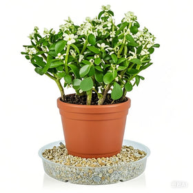 LeePhorn 12-inch clear plant saucer supports larger pots and keeps floors clean.