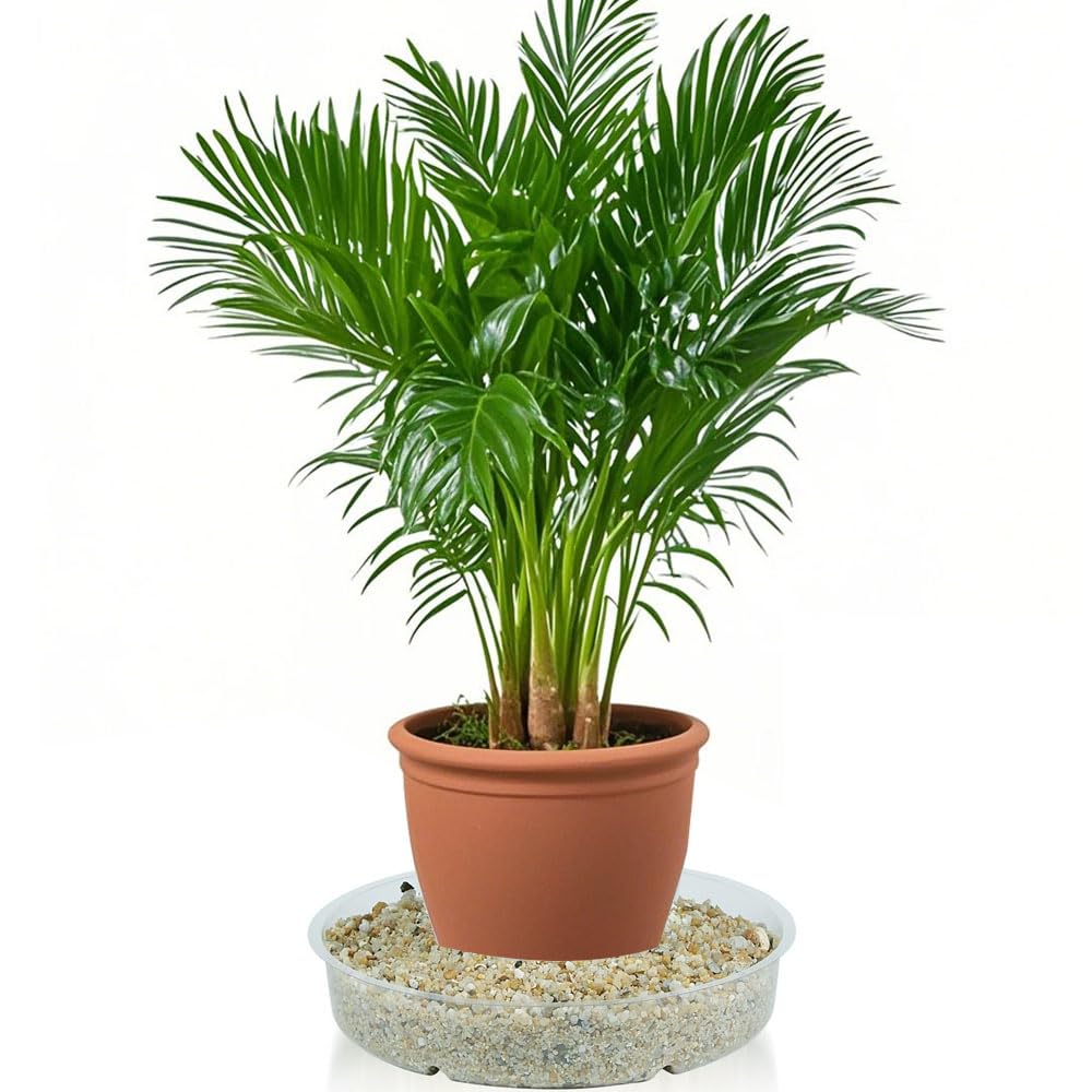 LeePhorn 6-inch clear plant saucer protects surfaces from water.