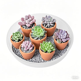 LeePhorn 8-inch clear plant saucer catches drips and soil spills.