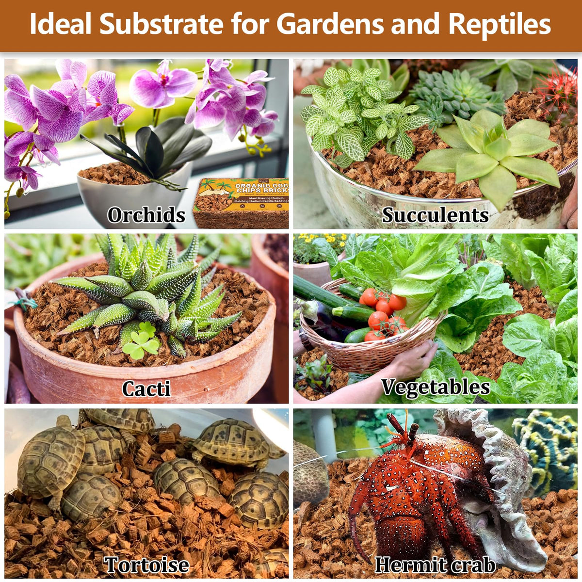 Legigo coco coir substrate doubles as reptile bedding in homes.