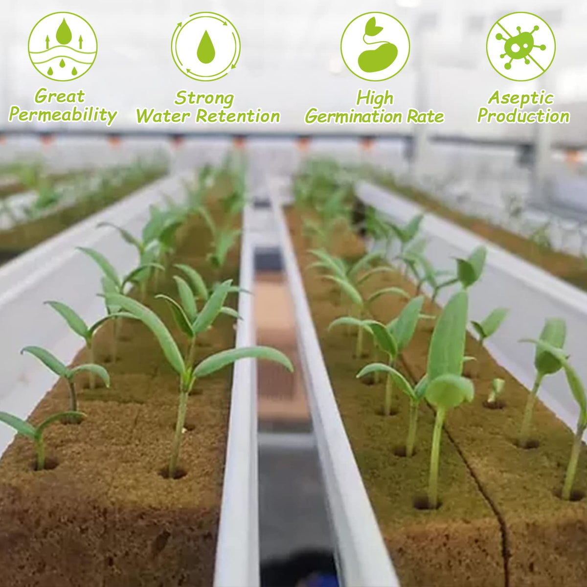 Legigo moistened rockwool absorbs water quickly for reliable seed starting.