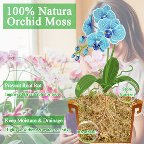 Legigo orchid moss layering around roots to keep moisture