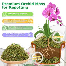 Legigo orchid moss around roots aids gentle repotting and aeration
