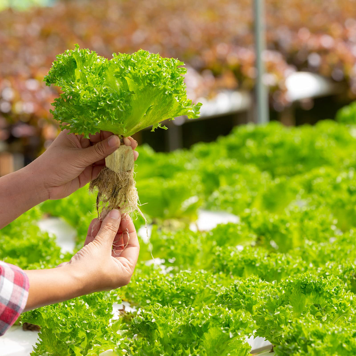 Legigo rockwool cubes support vertical tower garden growth.