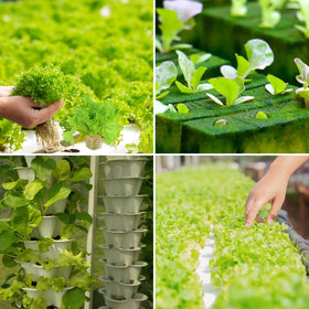 Legigo rockwool transplant-ready plugs simplify moving to soil or hydroponics.