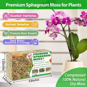 Legigo sphagnum moss in vase showing hydroponic rooting benefits