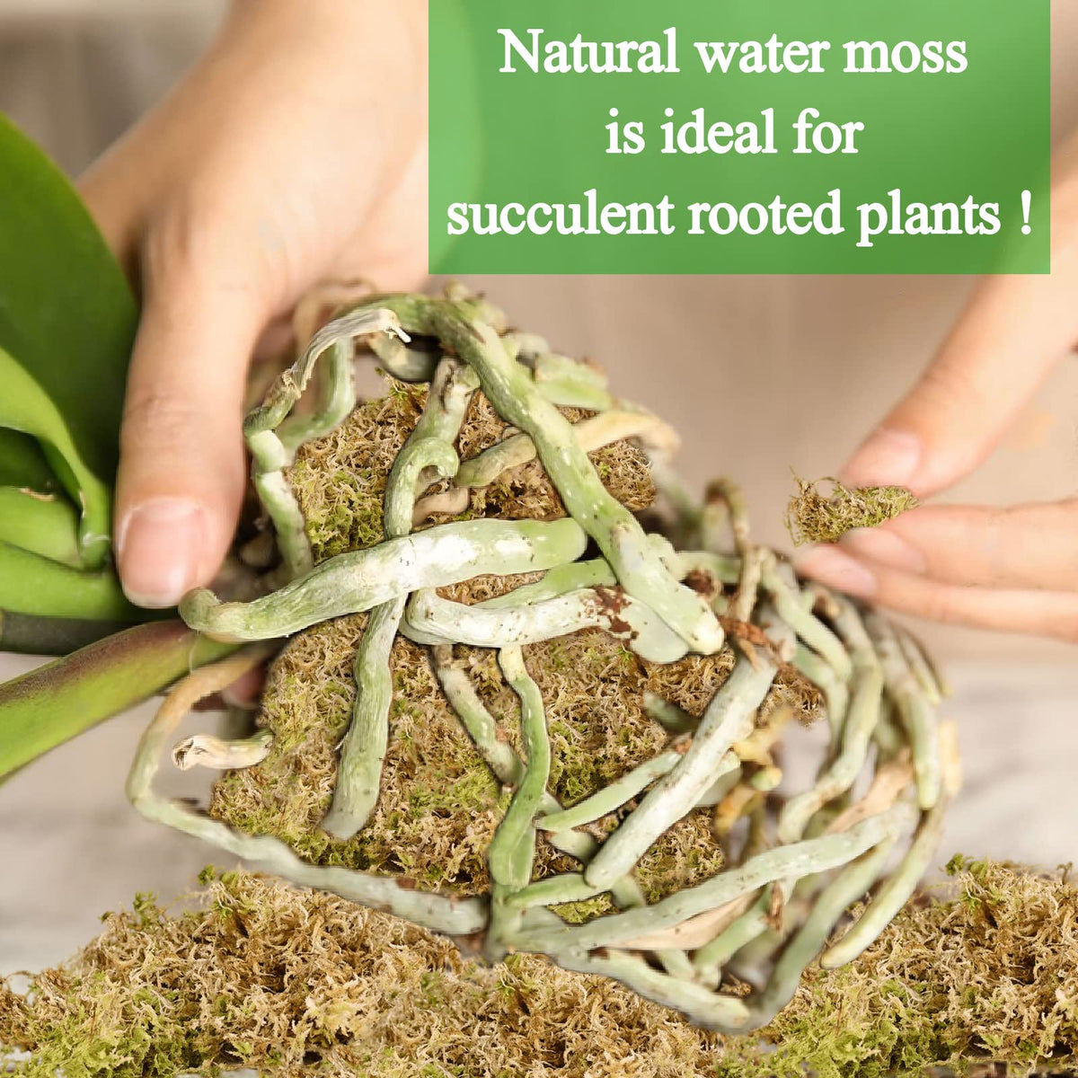 Legigo natural moss ready-to-use in potting mixes
