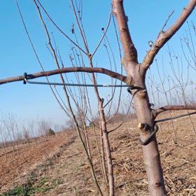 LEILIN limb spreaders provide sturdy branch support for healthier fruit tree growth.