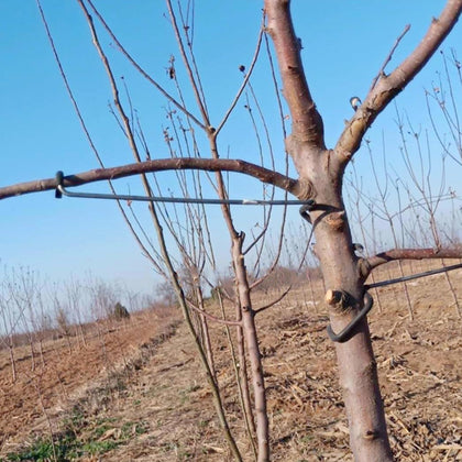 LEILIN limb spreaders provide sturdy branch support for healthier fruit tree growth.