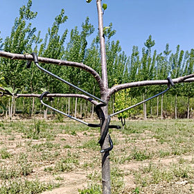 LEILINLIFE 14-inch spreader shown mounted for even branch support.
