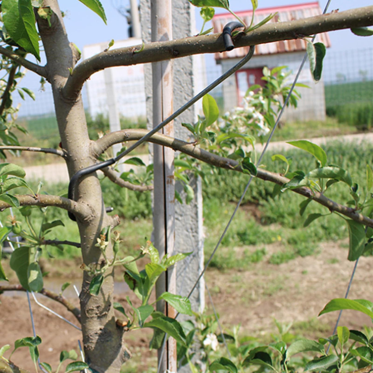 LEILINLIFE sustainable planting with spreaders supports healthy growth.